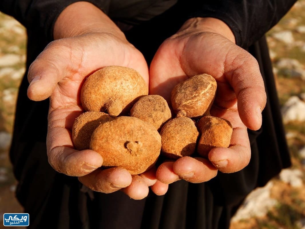 مهرجان الفقع الرياض النسخة الثانية