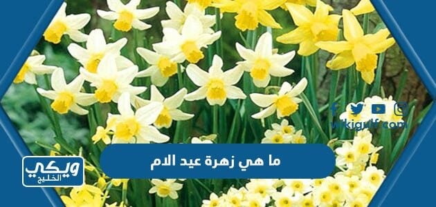 ما هي زهرة عيد الام