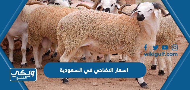 اسعار الاضاحي في السعودية