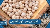 تجربتي مع بذور الاكبي في التسمين ونتائجها