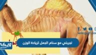 تجربتي مع سنام الجمل لزيادة الوزن