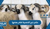 حكم ذبح الاضحية امام بعضها في عيد الأضحى هل هو حلال