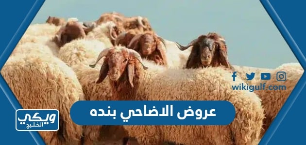 عروض الاضاحي بنده