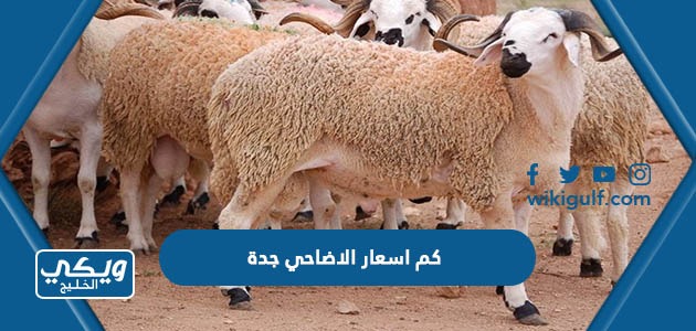 كم اسعار الاضاحي جدة