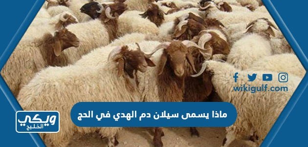 ماذا يسمى سيلان دم الهدي في الحج