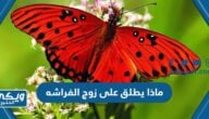 ماذا يطلق على زوج الفراشه