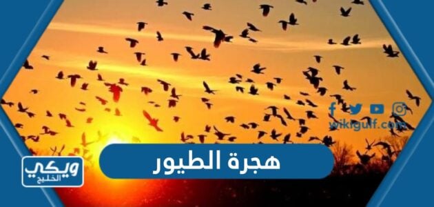 هجرة الطيور 1445