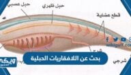 بحث عن اللافقاريات الحبلية كامل مع المصادر والمراجع pdf للتحميل