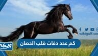 كم عدد دقات قلب الحصان